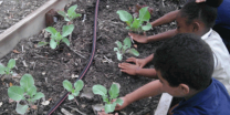 Pollination Project