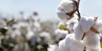 052617_cotton_hero
