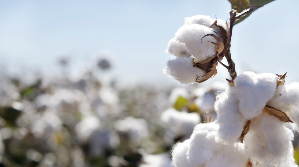 Denim Producer Tavex Joins the Better Cotton Initiative : Levi Strauss & Co