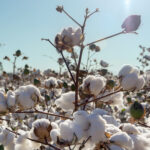 U.S Cotton Trust Protocol