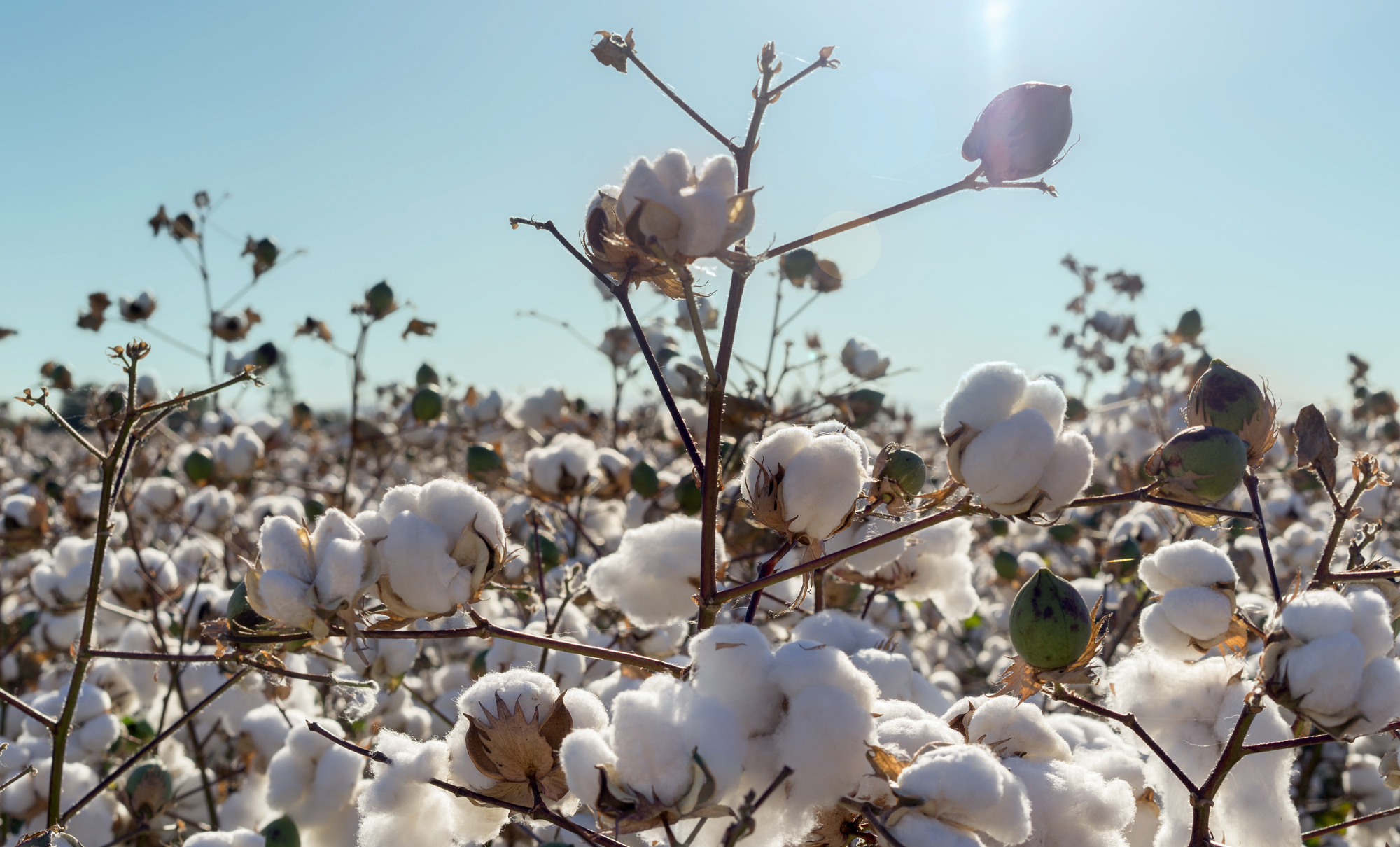 U.S Cotton Trust Protocol