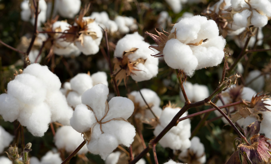 Sourcing Organic Cotton Direct From Farmers - Levi Strauss & Co : Levi  Strauss & Co