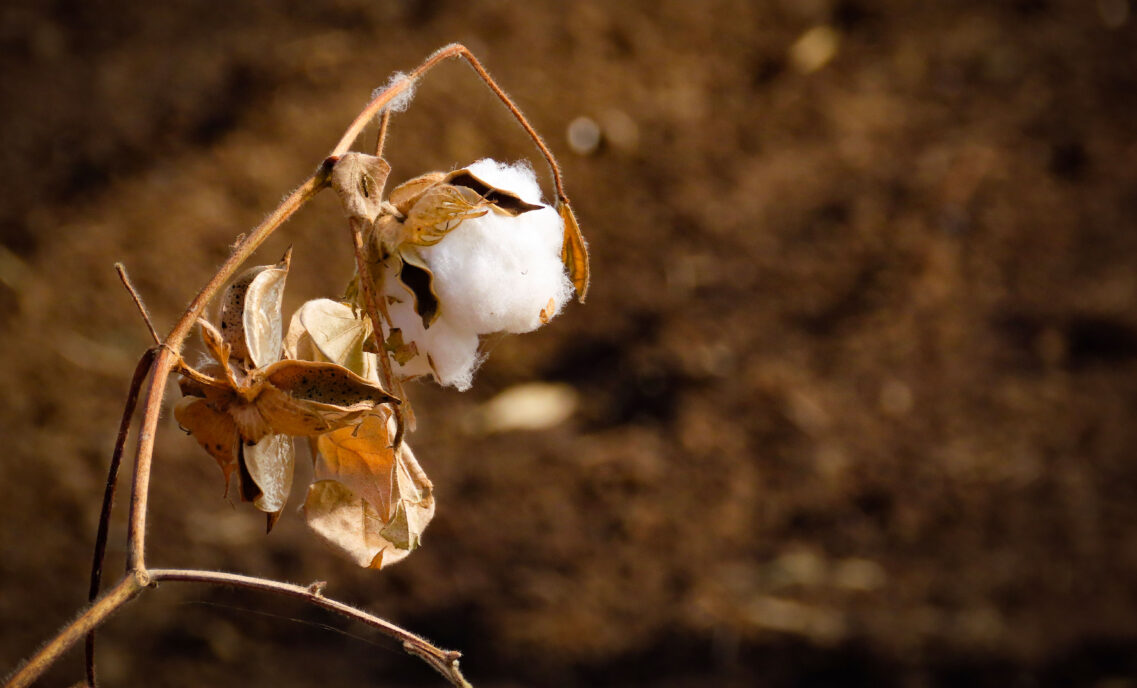 close up photo of cotton plant
