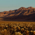 A desert landscape setting with golden yellow florals and brush in the foreground and rolling brown hills with blue sky in the background.