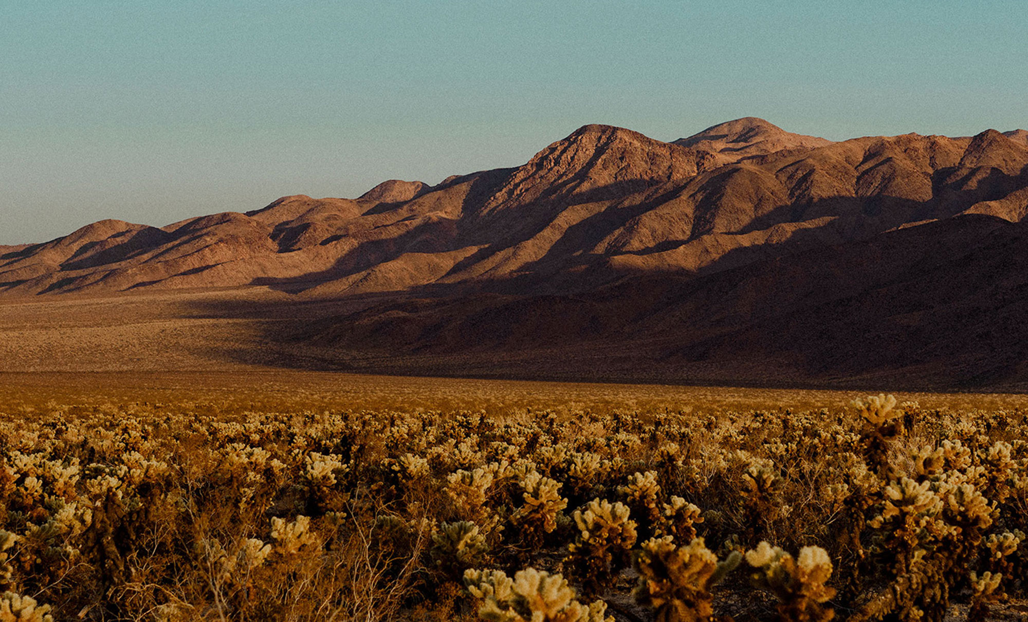 A desert landscape setting with golden yellow florals and brush in the foreground and rolling brown hills with blue sky in the background.