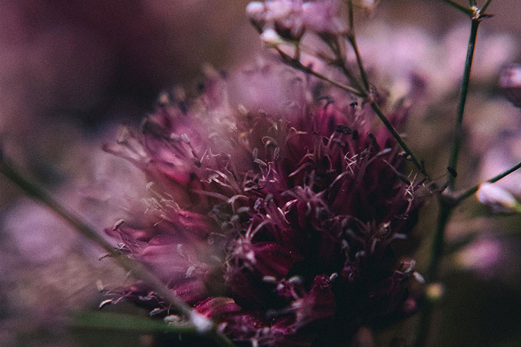 A close-up photo of a deep magenta/purple flower with many pollen stems. The background is slightly blurred.