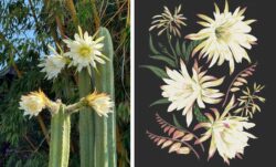 left: a photograph of a green cactus with white and yellow flowers. right: a digital drawing of the cactus blooms against a black background.