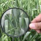 A hand holds a magnifying glass up to a patch of grass, zooming in on an insect