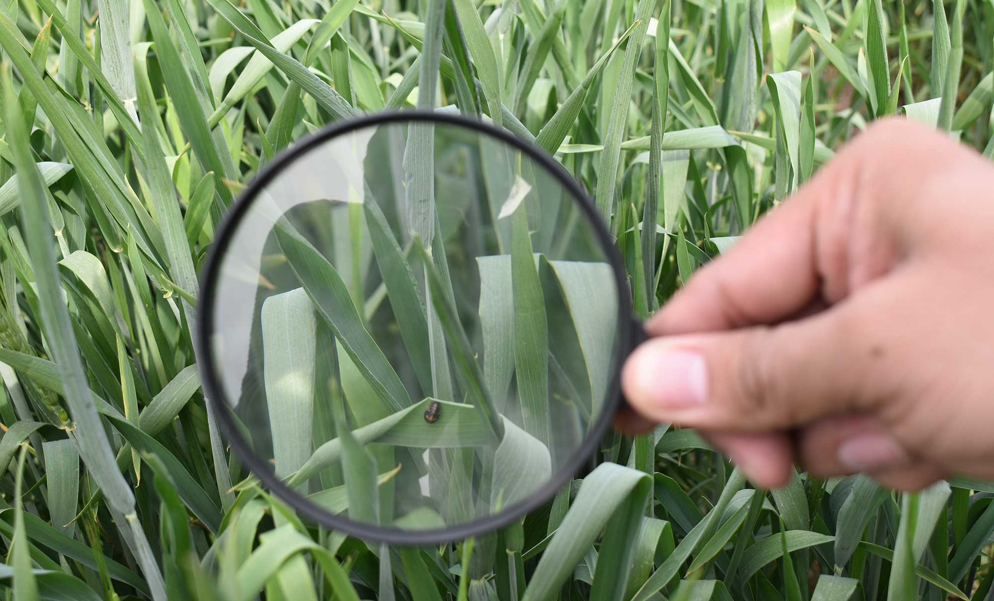 A hand holds a magnifying glass up to a patch of grass, zooming in on an insect