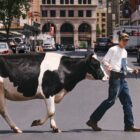 A campaign image from the Levi's® x Sky High collaboration, featuring a person wearing denim overalls over a white long sleeve shirt walking a black and white cow across a street in New York City